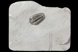 Calymene Niagarensis Trilobite - New York #68395-1